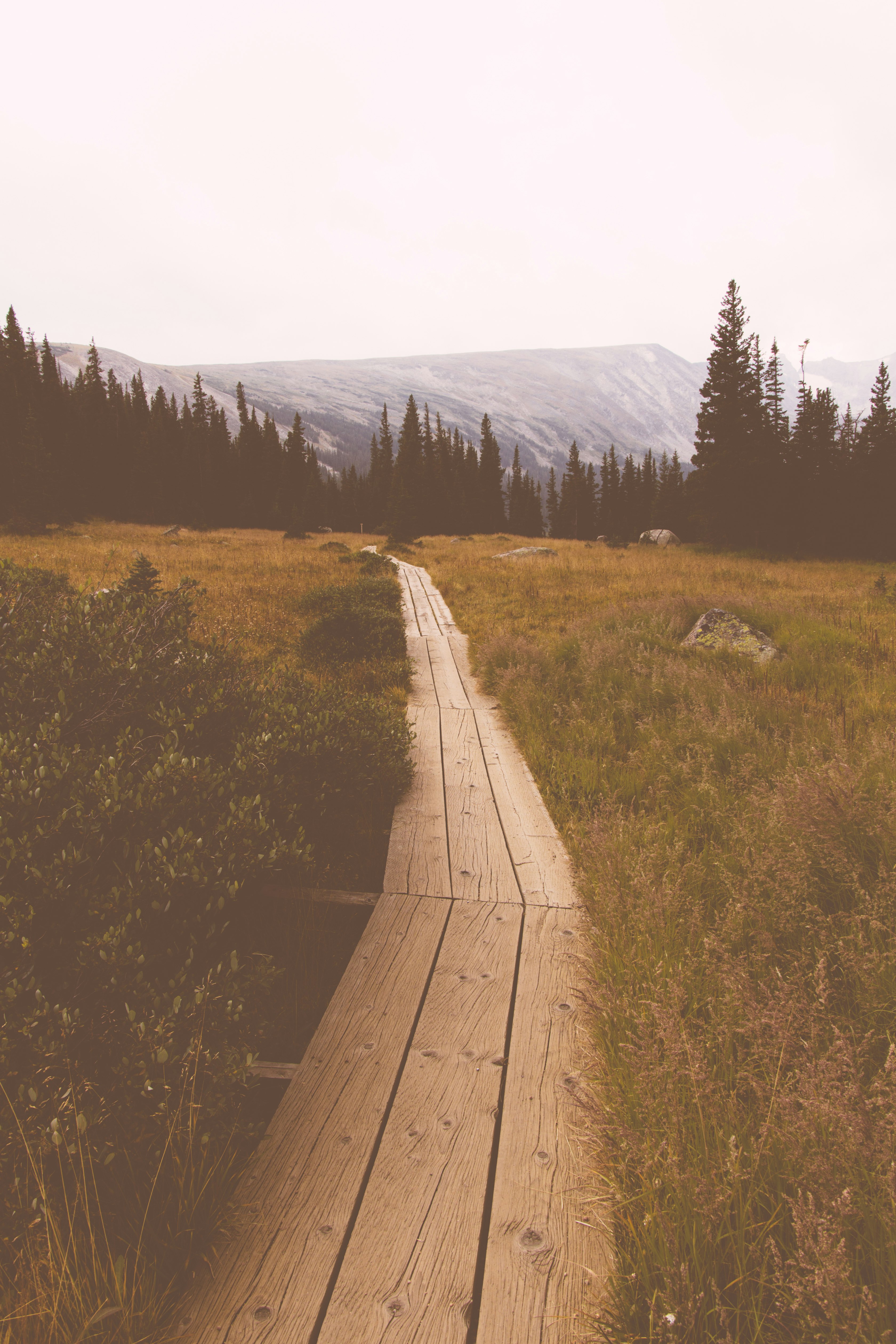 wooden pathway between grassfield